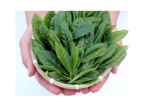 Thé vert genmaicha premium